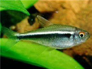 Black Neon Tetra