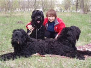 Black Russian Terrier