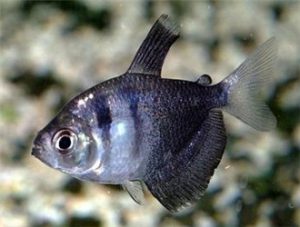 Black Skirt Tetra