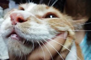 Black Specks in Your Cat’s Fur: What They Mean