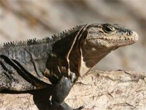 Black Spiny-tailed Iguana