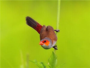 Black-throated Finch