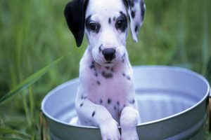 Bladder Rupture in Dogs and Cats