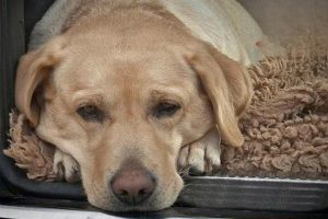 Bladder Spasm in Dogs and Cats