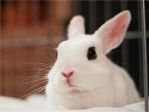 Blanc de Hotot Rabbit