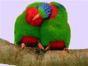 Blue-crowned Lory