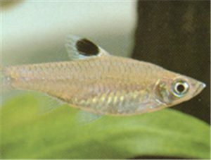 Blue-eye Rasbora
