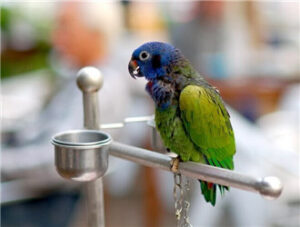 Blue-headed Parrot
