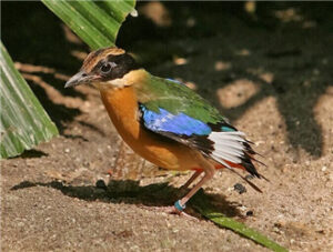 Blue-winged Pitta