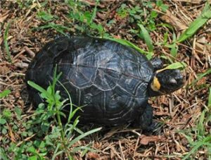 Bog Turtle