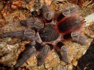 Bolivian Red Rump Tarantula