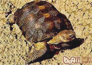 Bolson Tortoise