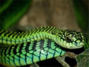 Boomslang (African Tree Snake)