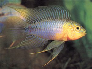 Borelli’s Dwarf Cichlid