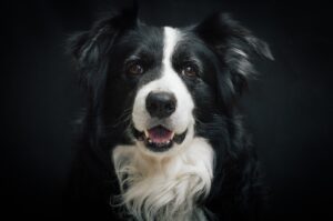 Borzoi