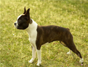Boston Terrier