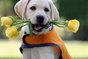 Botulism (Clostridium botulinum Toxin) in Dogs and Cats: Symptoms, Treatment, and Prevention