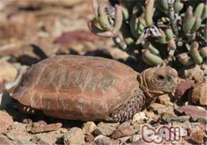 Boulenger’s Cape Tortoise