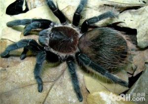 Brachypelma angustum