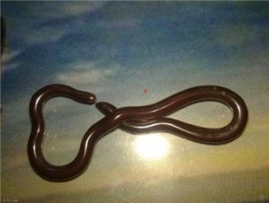 Brahminy Blind Snake