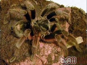 Brazilian Coffee Tarantula