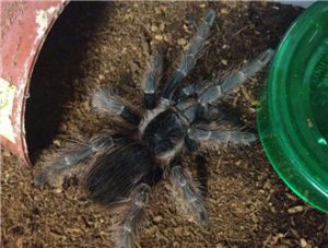 Brazilian Orange Tarantula