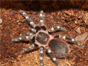 Brazilian Whiteknee Tarantula