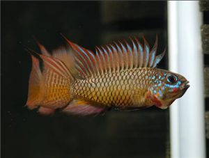 Brivis Dwarf Cichlid