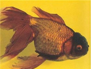 Brown Oranda with Curled Opercula