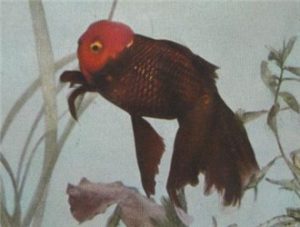 Brown Oranda with Red Head