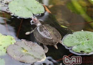 Brown Roofed Turtle