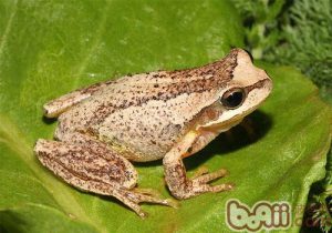 Brown Tree Frog