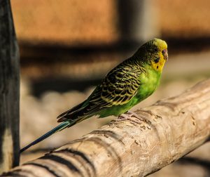 Budgerigar