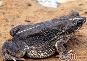 Bufo granulosus