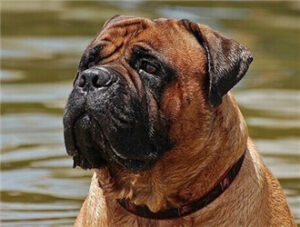 Bullmastiff