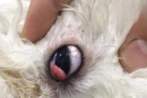 Bump Near a Dog’s Eye: What to Do