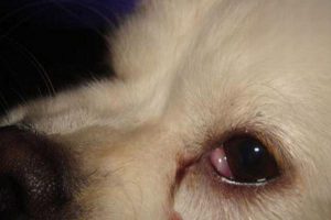 Bumps Around Your Dog’s Eyes