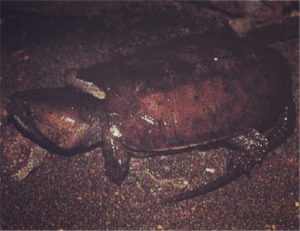 Burman Big-headed Turtle