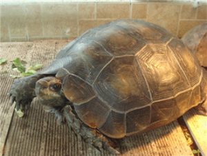 Burmese Mountain Tortoise