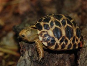 Burmese Star Tortoise