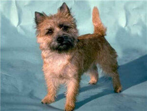 Cairn Terrier