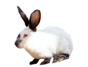 Californian Rabbit