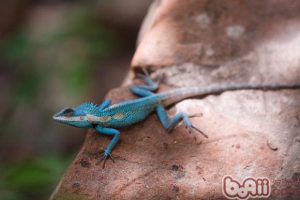 Calotes mystaceus