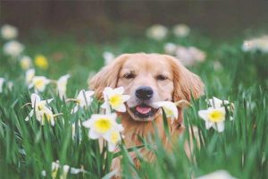 Campylobacteriosis in Dogs and Cats: Symptoms, Treatment, and Prevention
