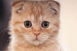 Can a Cat’s Respiratory Infection Heal on Its Own?