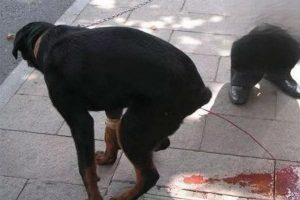 Can a Dog Recover from Parvo on Its Own?