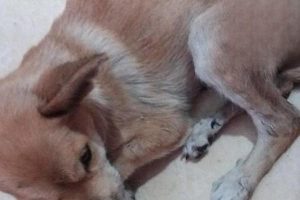 Can a Dog with Distemper and Bloody Stool Survive?