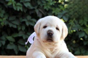 Can a Dog’s Vomiting and Diarrhea Heal on Their Own?