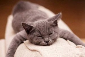 Can a Feverish Cat Recover on Its Own