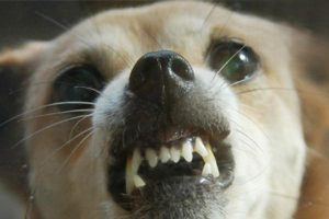 Can a Healthy-Looking Dog Carry Rabies?
